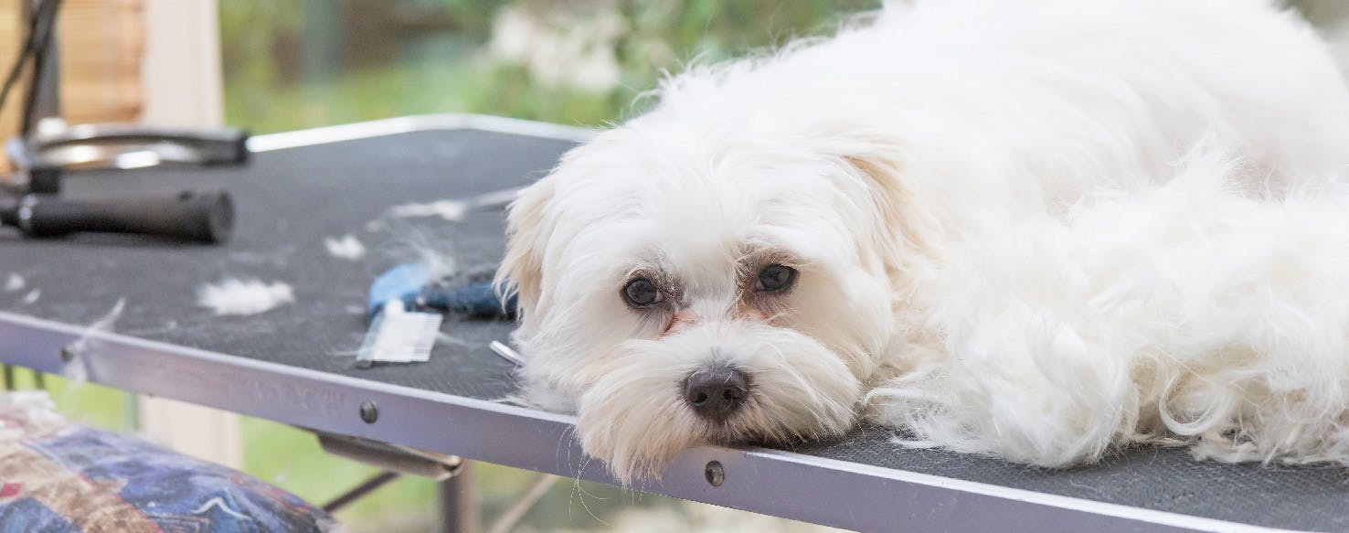 How to Groom an Anxious Dog Wag!