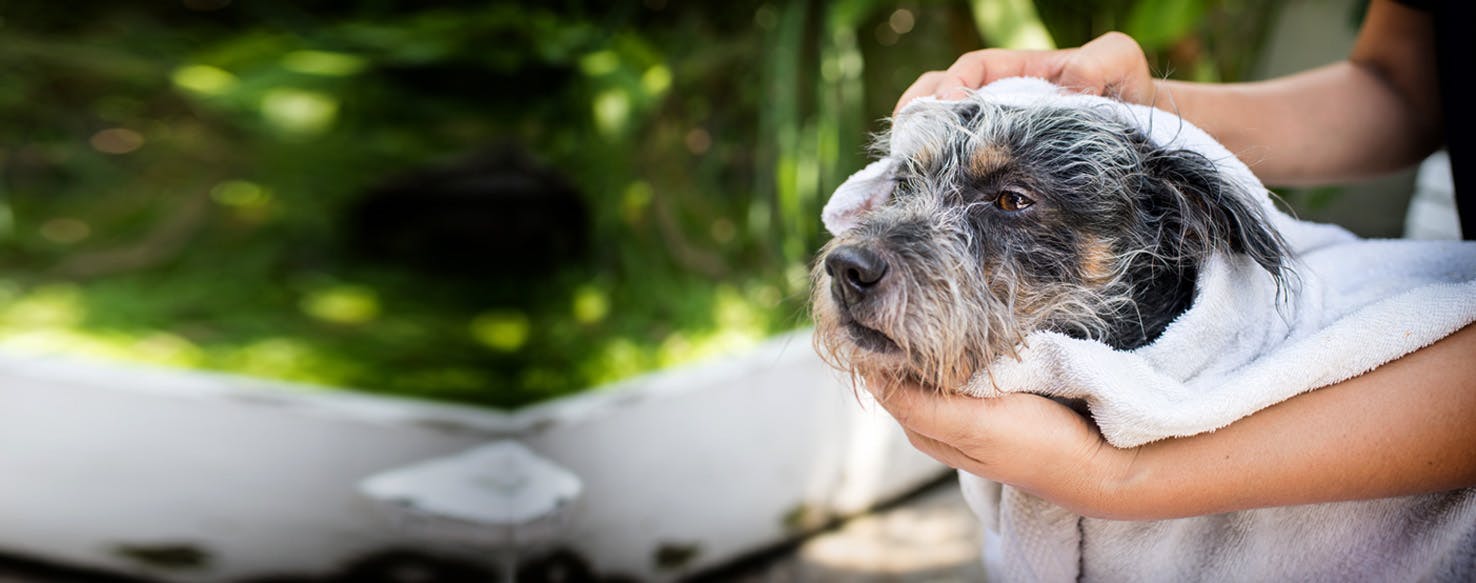 how-to-prevent-dog-dandruff-wag