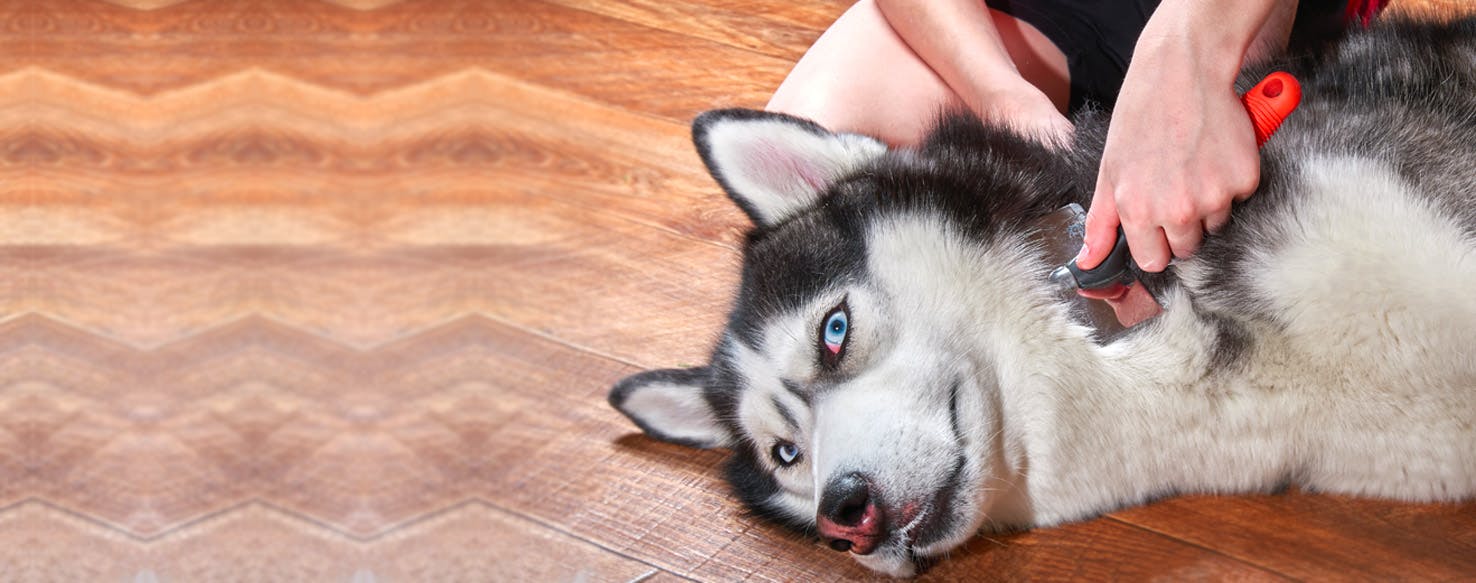 How to Prevent a Dog from Shedding Wag!