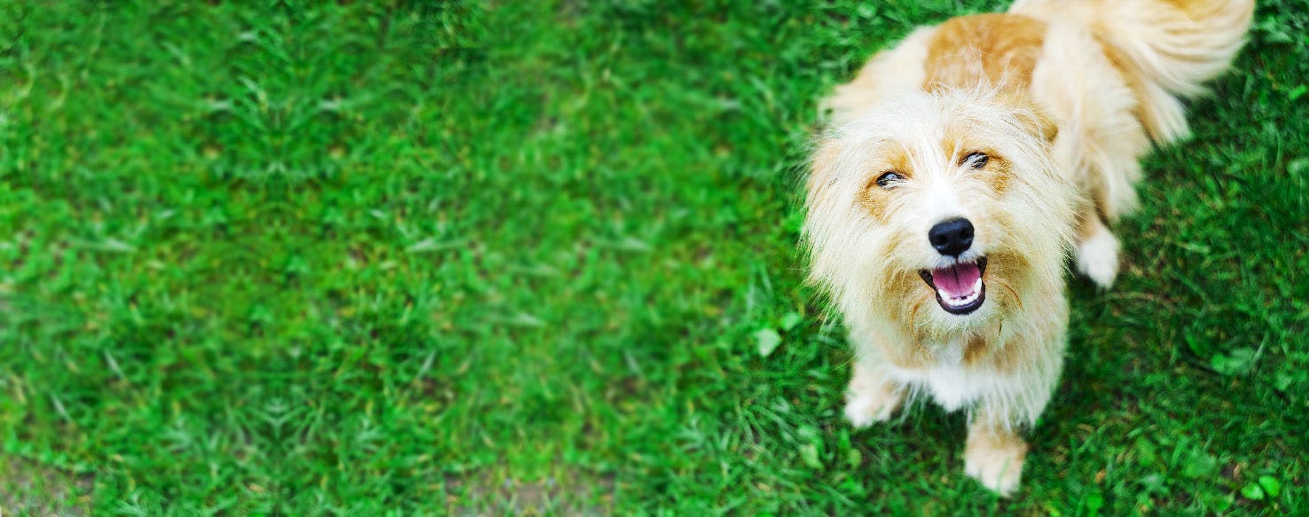 How to Brush a Puppy's Face Wag!