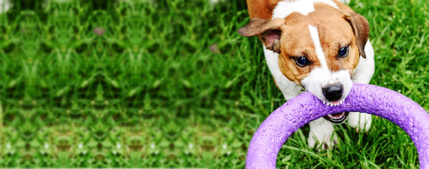 How to Groom a Dominant Dog Wag!