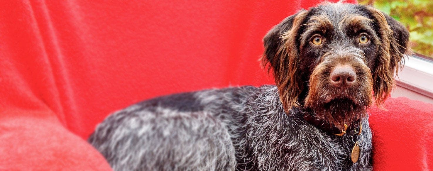 Matted dog beard Clearance