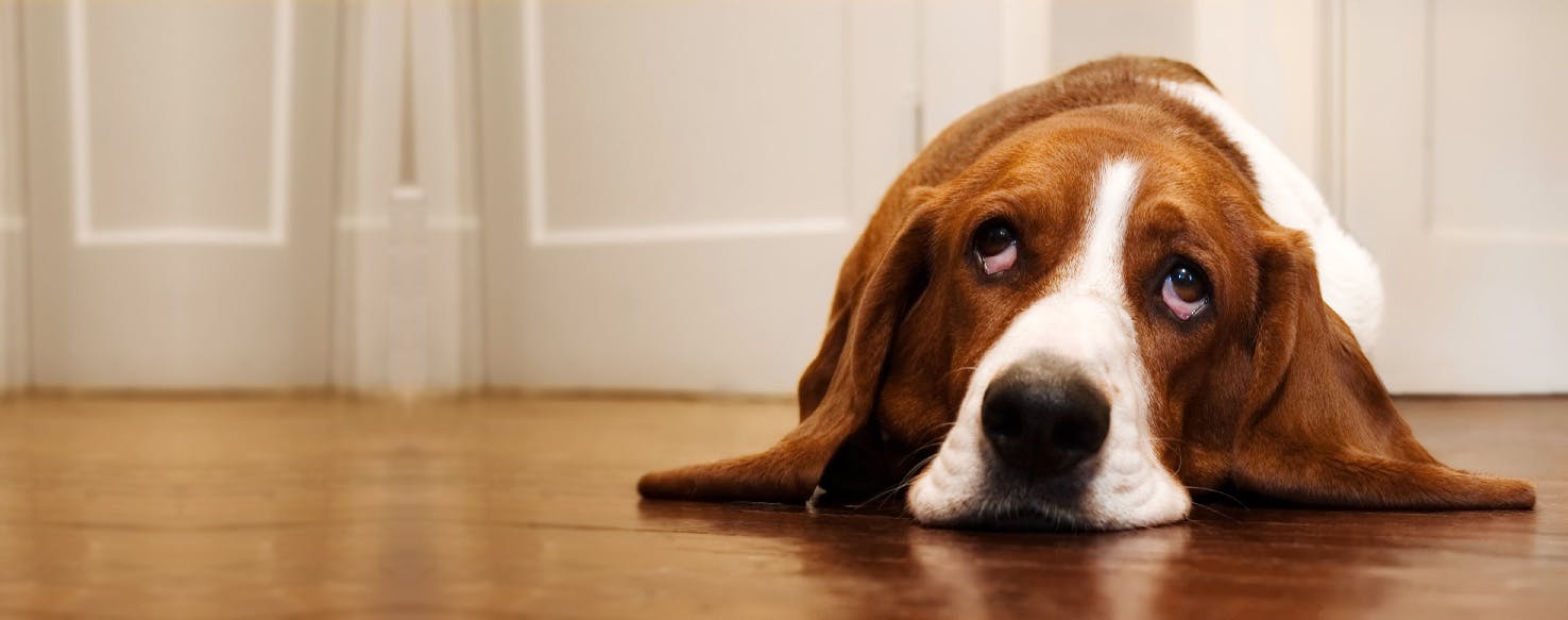How to Clean a Dog's Red Ear Wag!