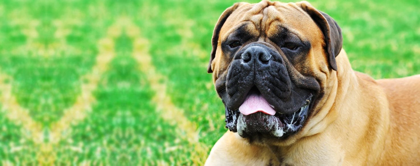 what dogs have jowls