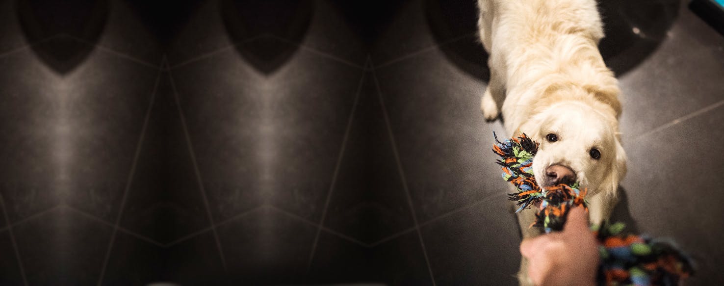 How to Groom a Large, Fearful Dog Wag!