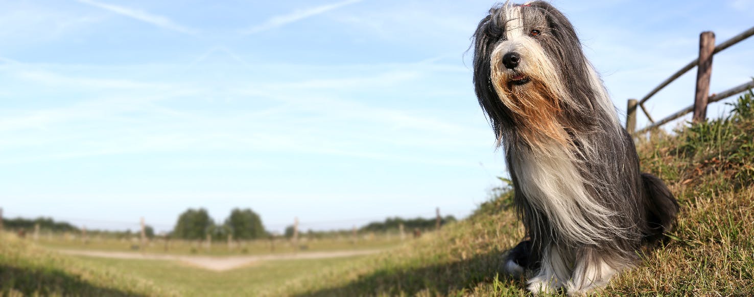 How to Groom a Minimal Shedding Dog Wag!