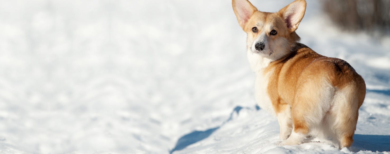 How to Shave a Dog's Behind Wag!