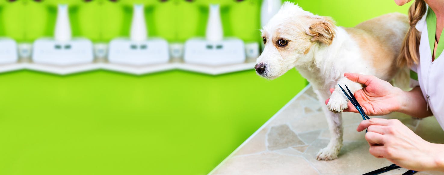 How to Shave a Dog's Paws Wag!