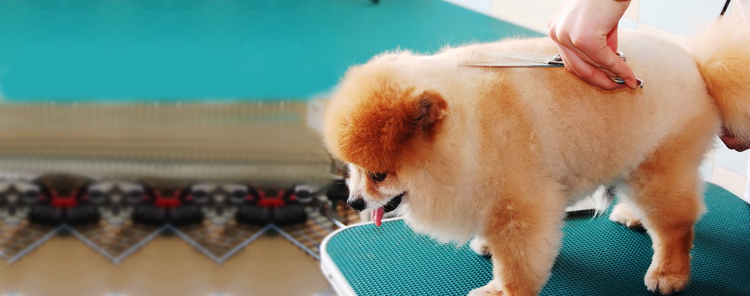 How to Cut a Nervous Dog's Hair Wag!