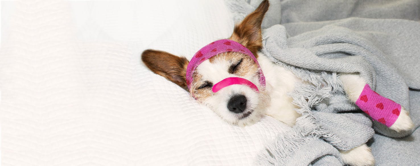 How to Clean a Puppy's Cut Wag!