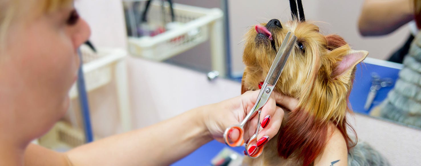 How to Groom a Dog's Eyes Wag!