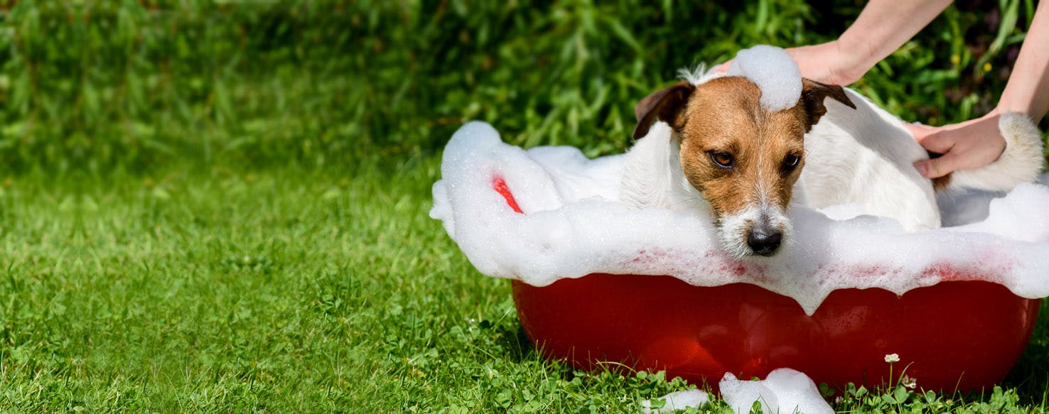 how-to-bathe-a-dog-wag