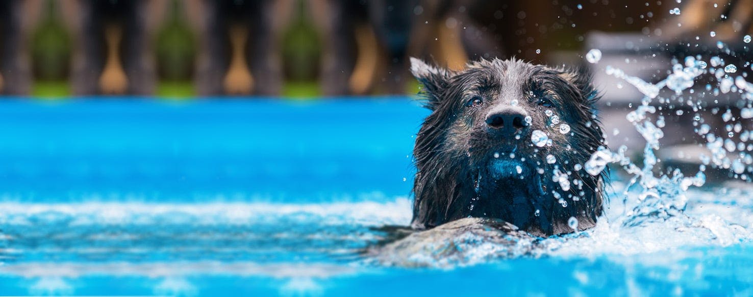 how-to-bathe-an-elderly-dog-wag