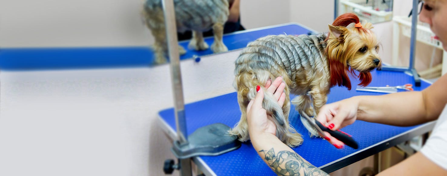 How to Brush a Small Dog's Tail Wag!