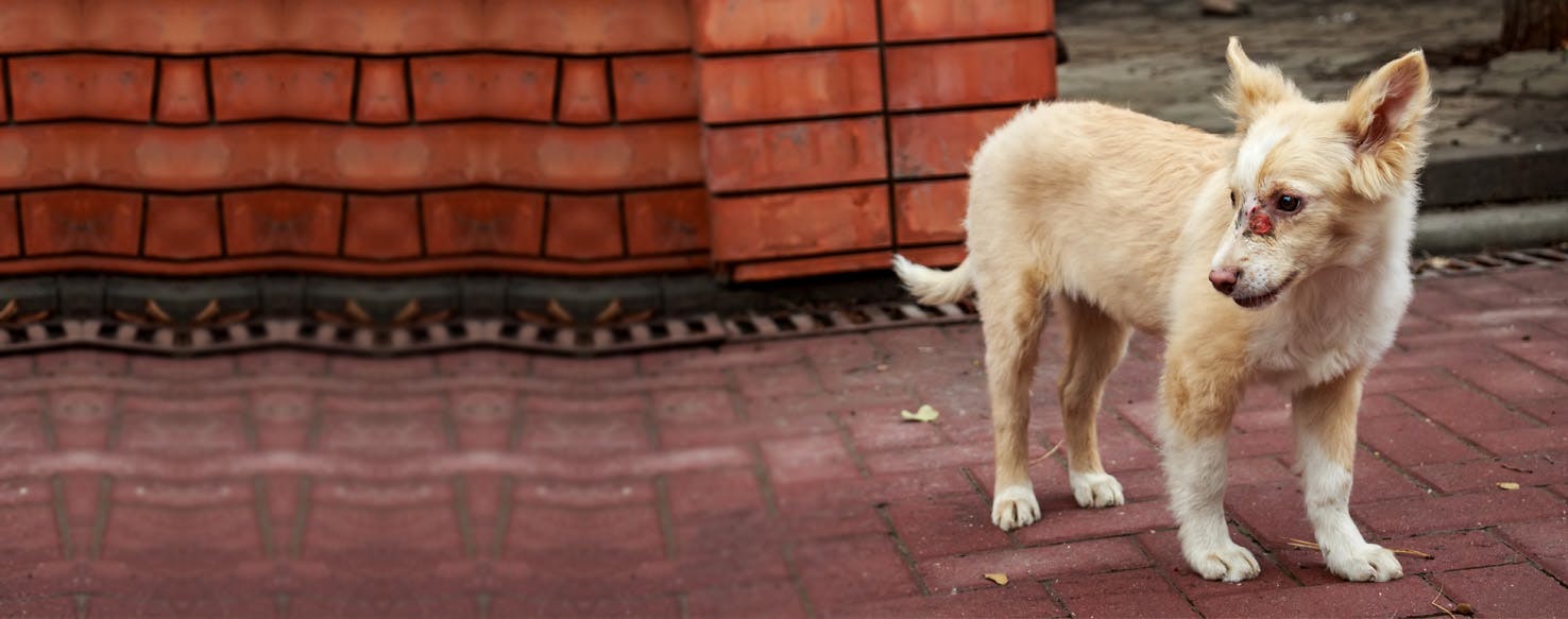 How to Clean a Dog's Sore Wag!