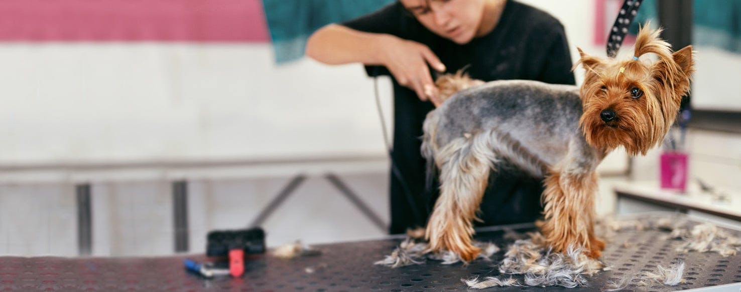 How to Groom a Dog to Look Taller Wag!