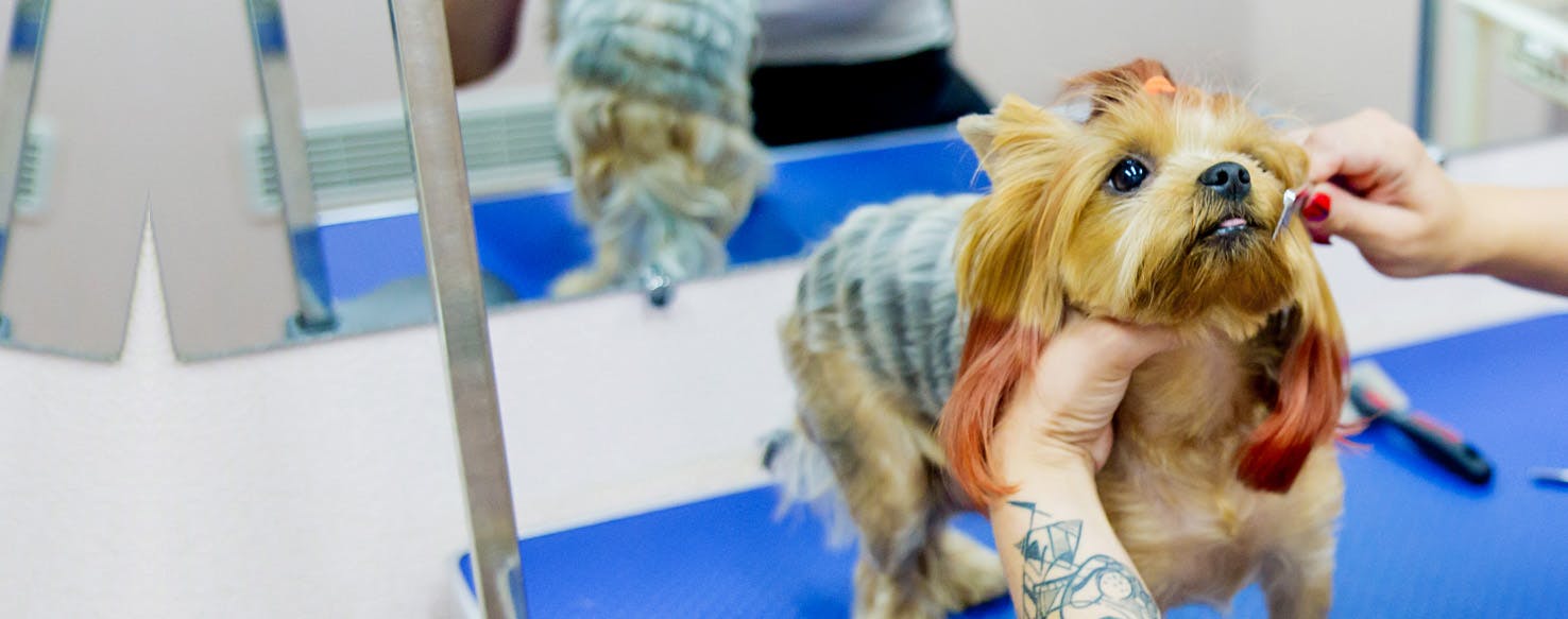 How to Trim a Dog's Nose Wag!