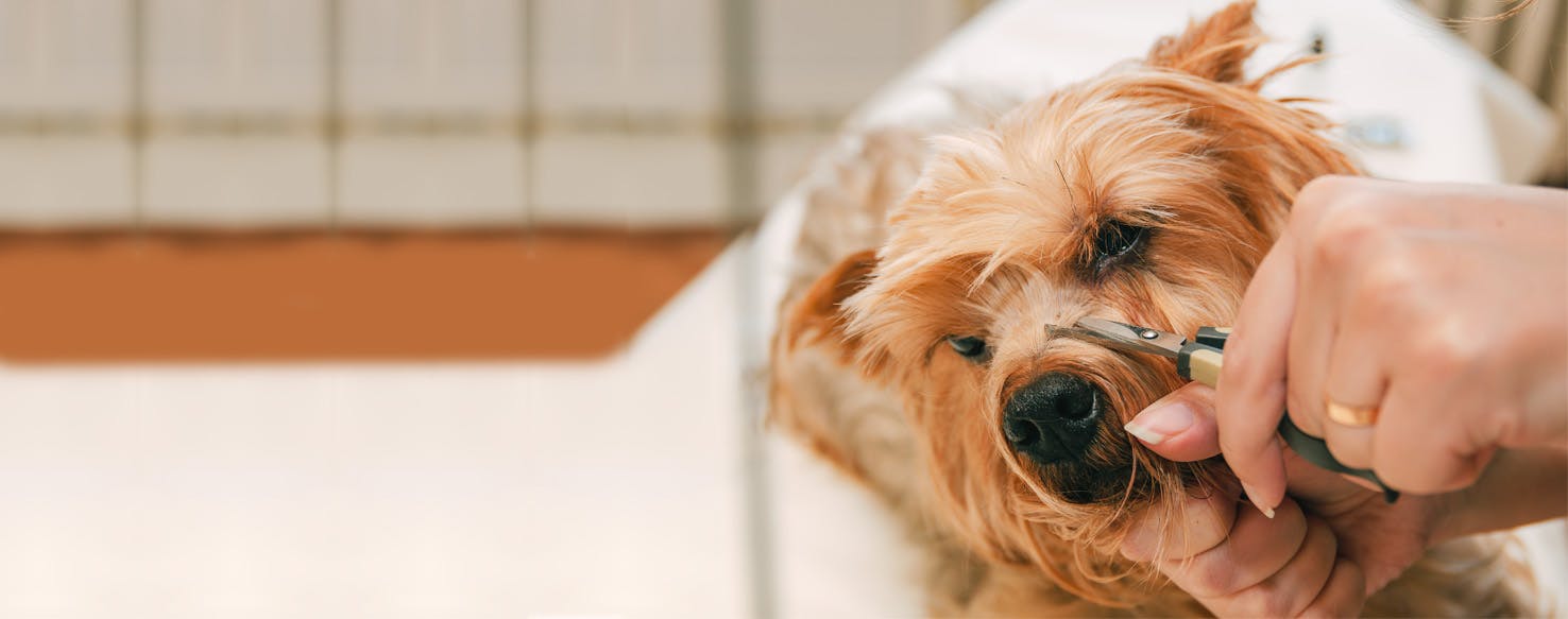 How to Trim a Dog at Home Wag!