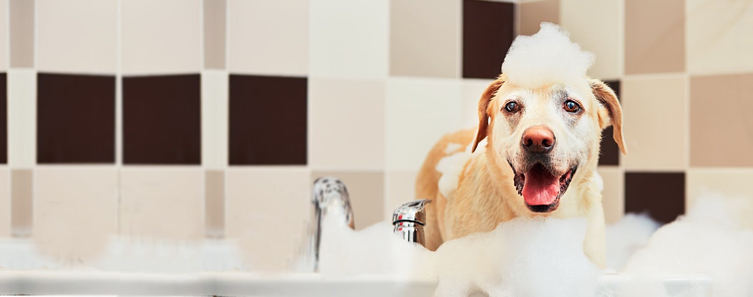 can a puppy take a bath before vaccination