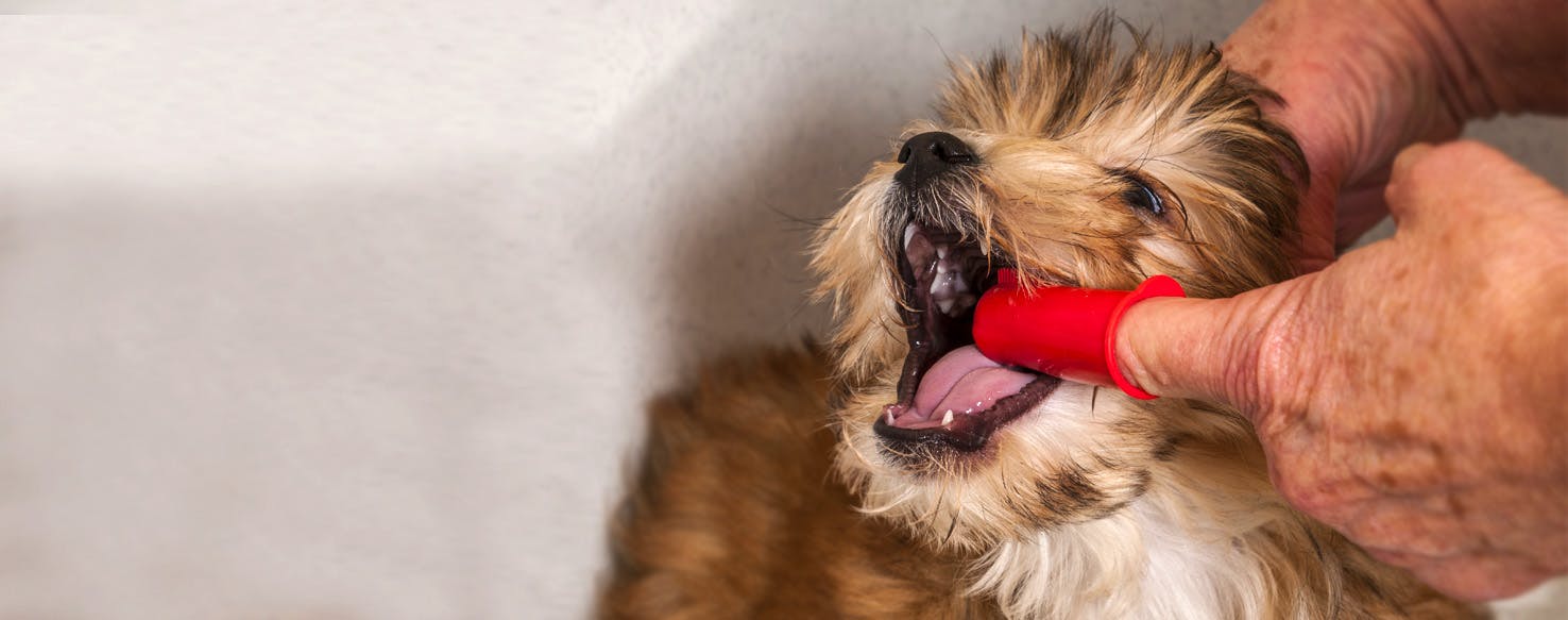 yorkie-bed-and-grooming-southern-yorkies