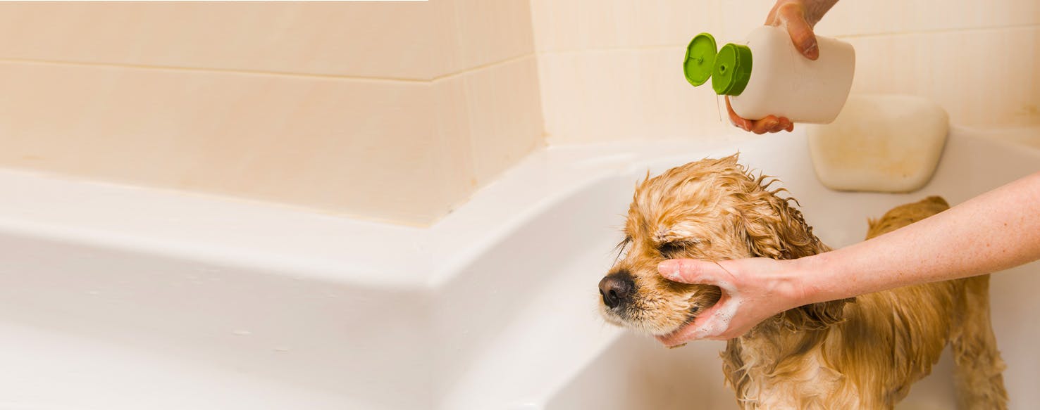 Giving a deals dog a bath