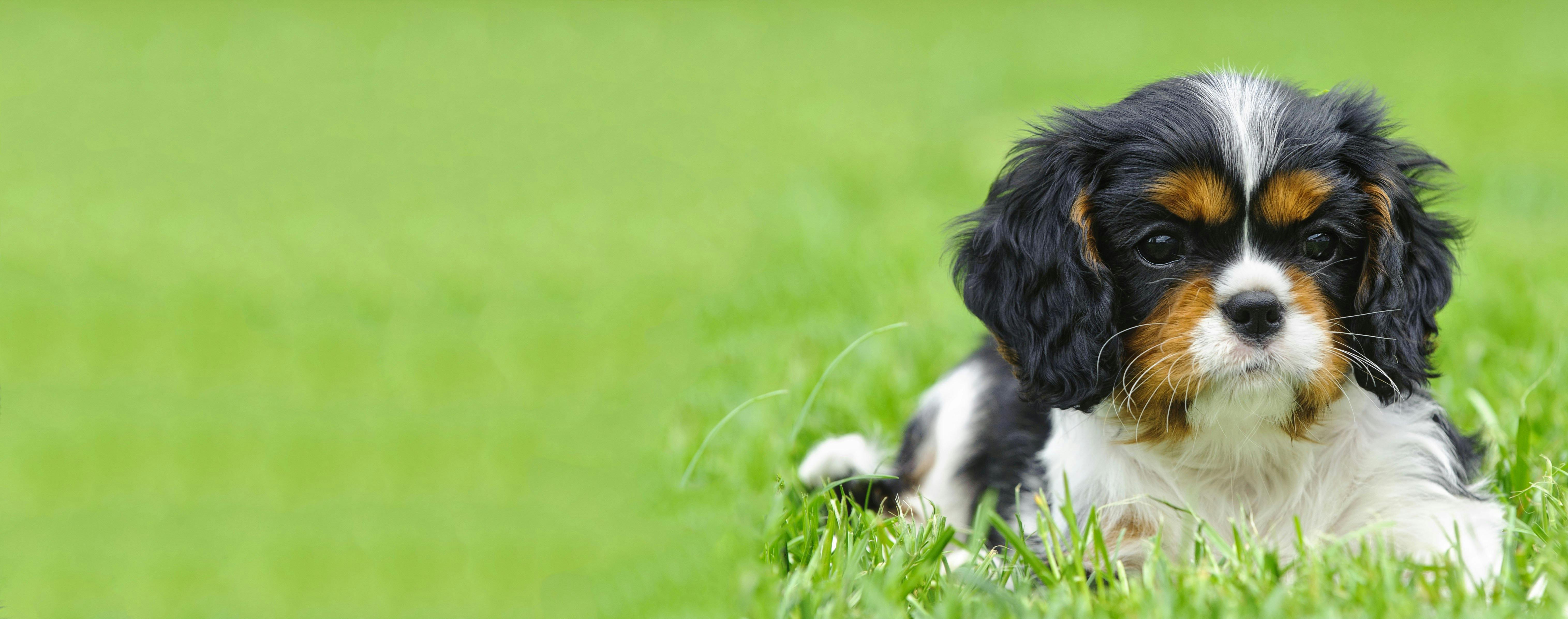 Trimming cavalier best sale king charles spaniel