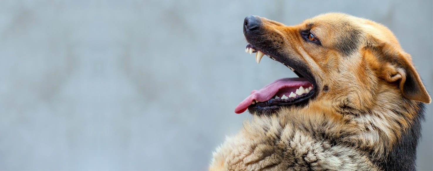 How to Shave a Dog that Bites Wag!