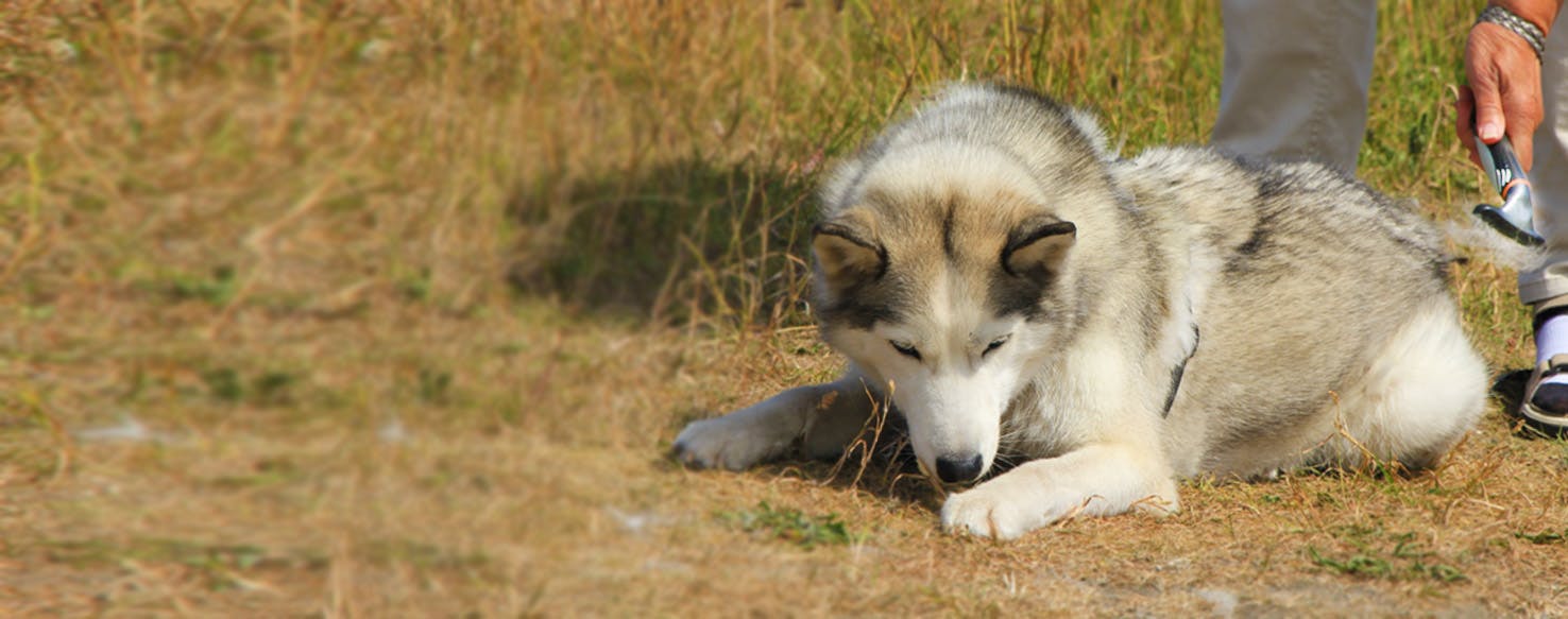 How to Shave a Dog's Coat Wag!