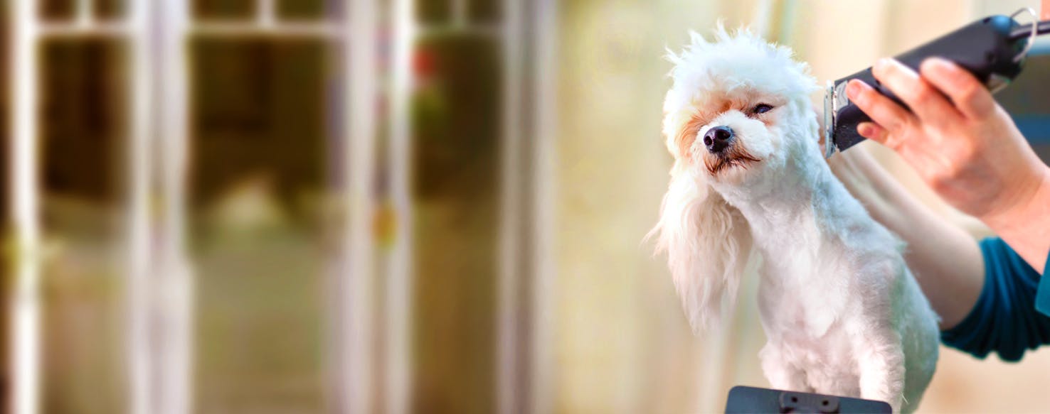 How to Shave a Medium Haired Dog Wag!