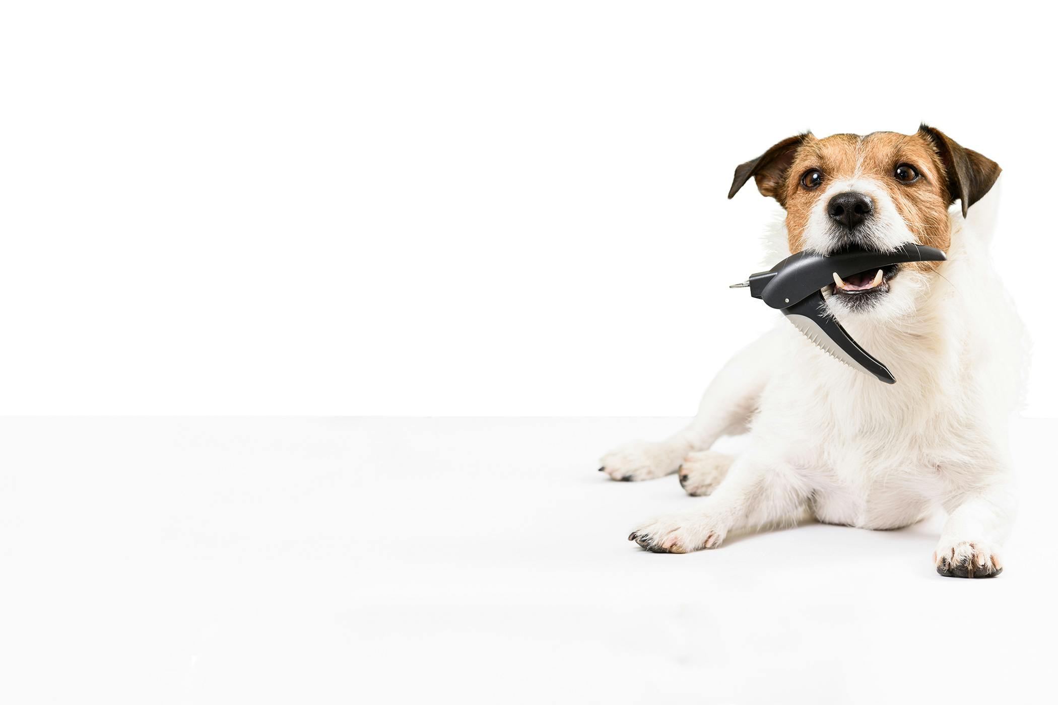 How to Trim a Dog's Claws Wag!