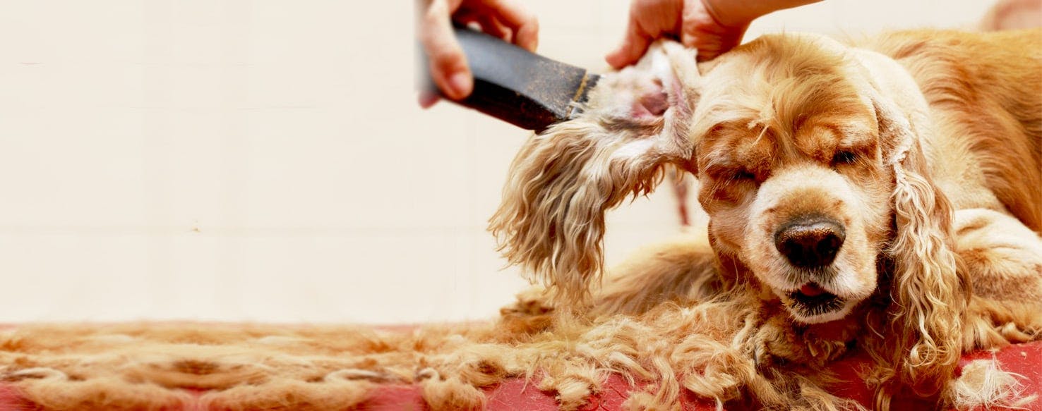 How to Trim a Dog's Ear Hair