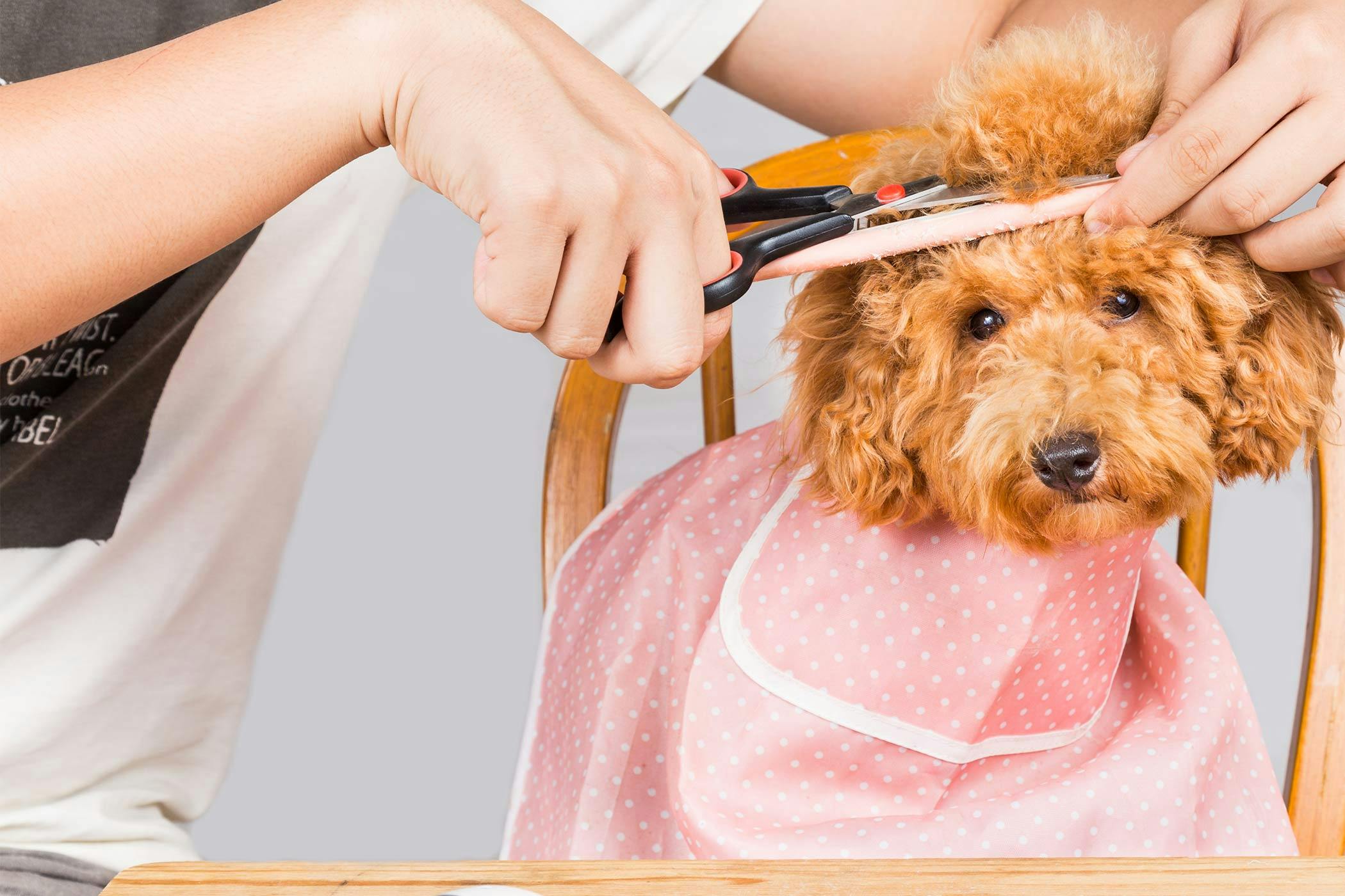 How to cut your deals dog's hair