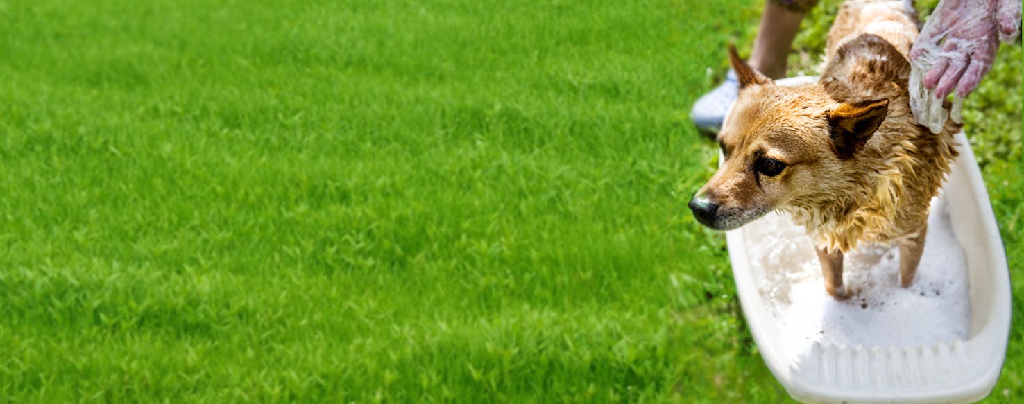 How to Wash a Dog with Eczema Wag!