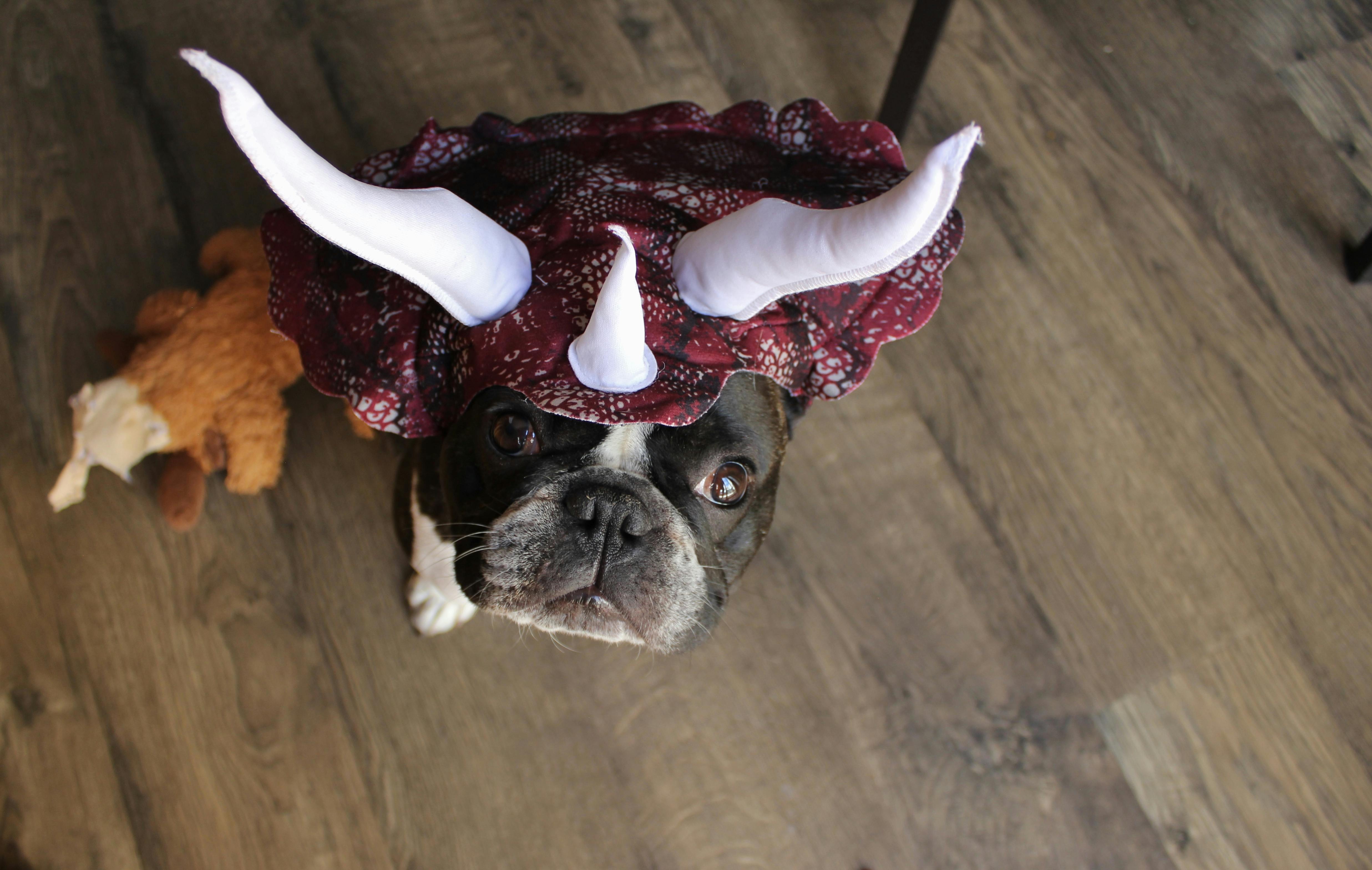 Buster's costume story for 9 Dog Halloween Costume Ideas for French Bulldogs