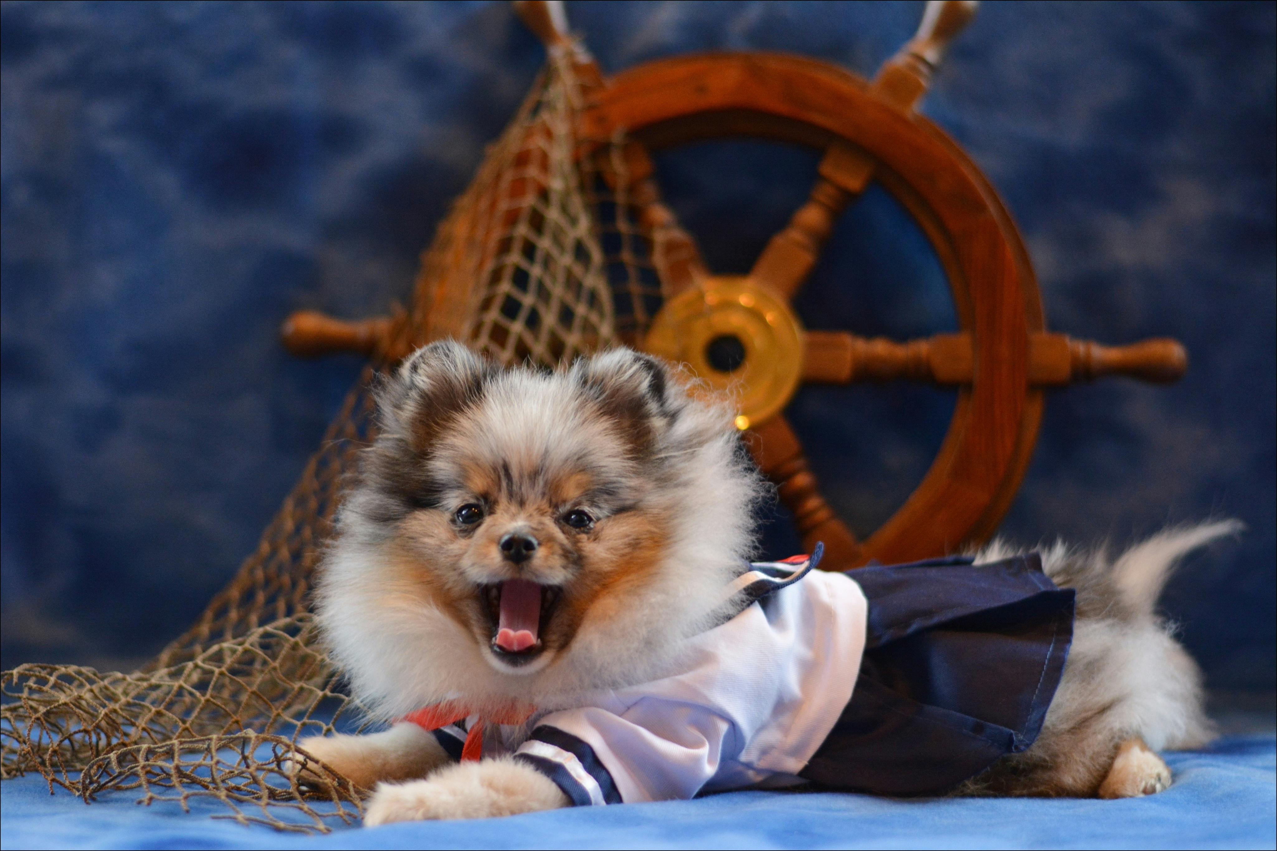 Pierre's costume story for 10 Dog Halloween Costume Ideas for Pomeranians