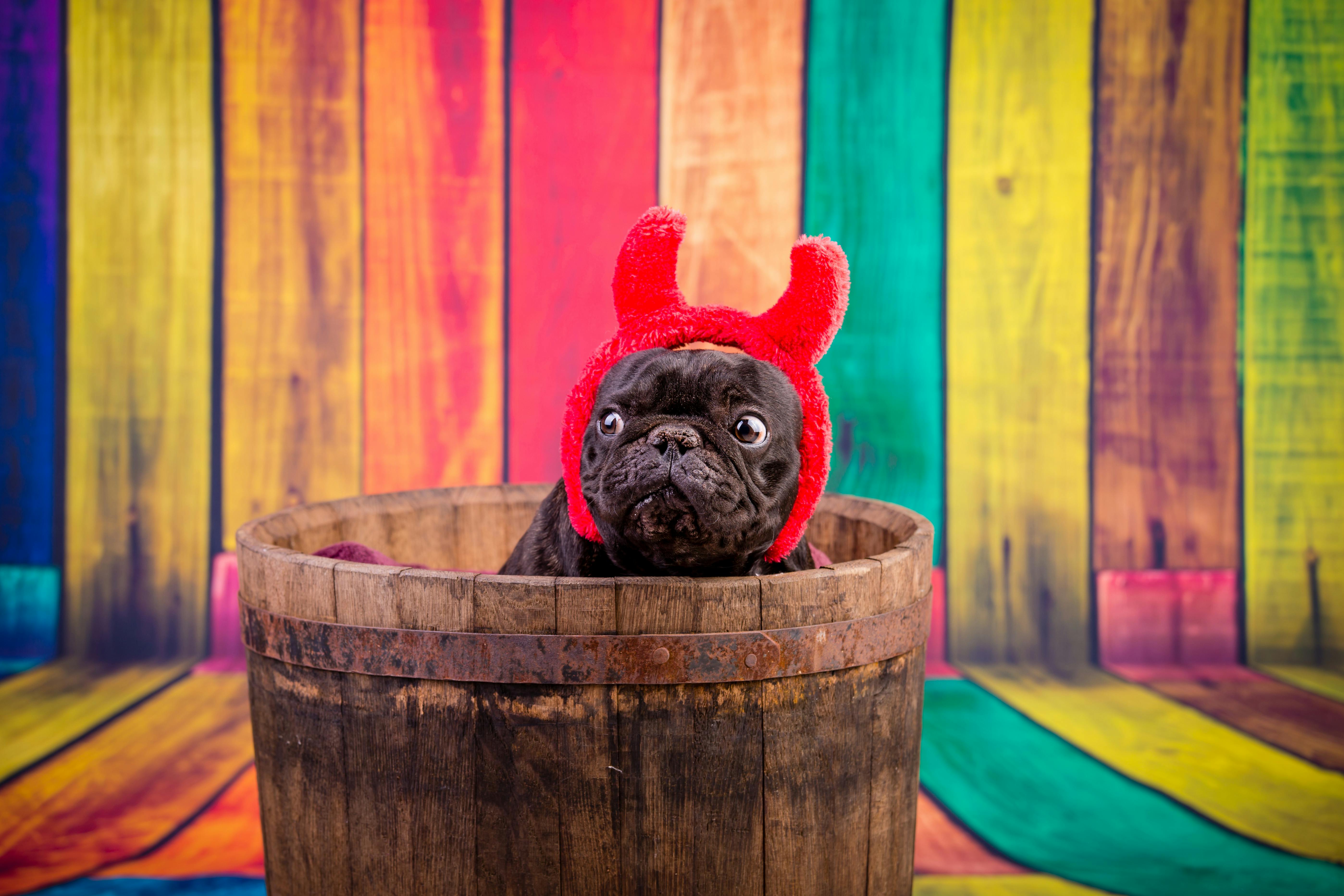 Lulu's costume story for 9 Dog Halloween Costume Ideas for French Bulldogs