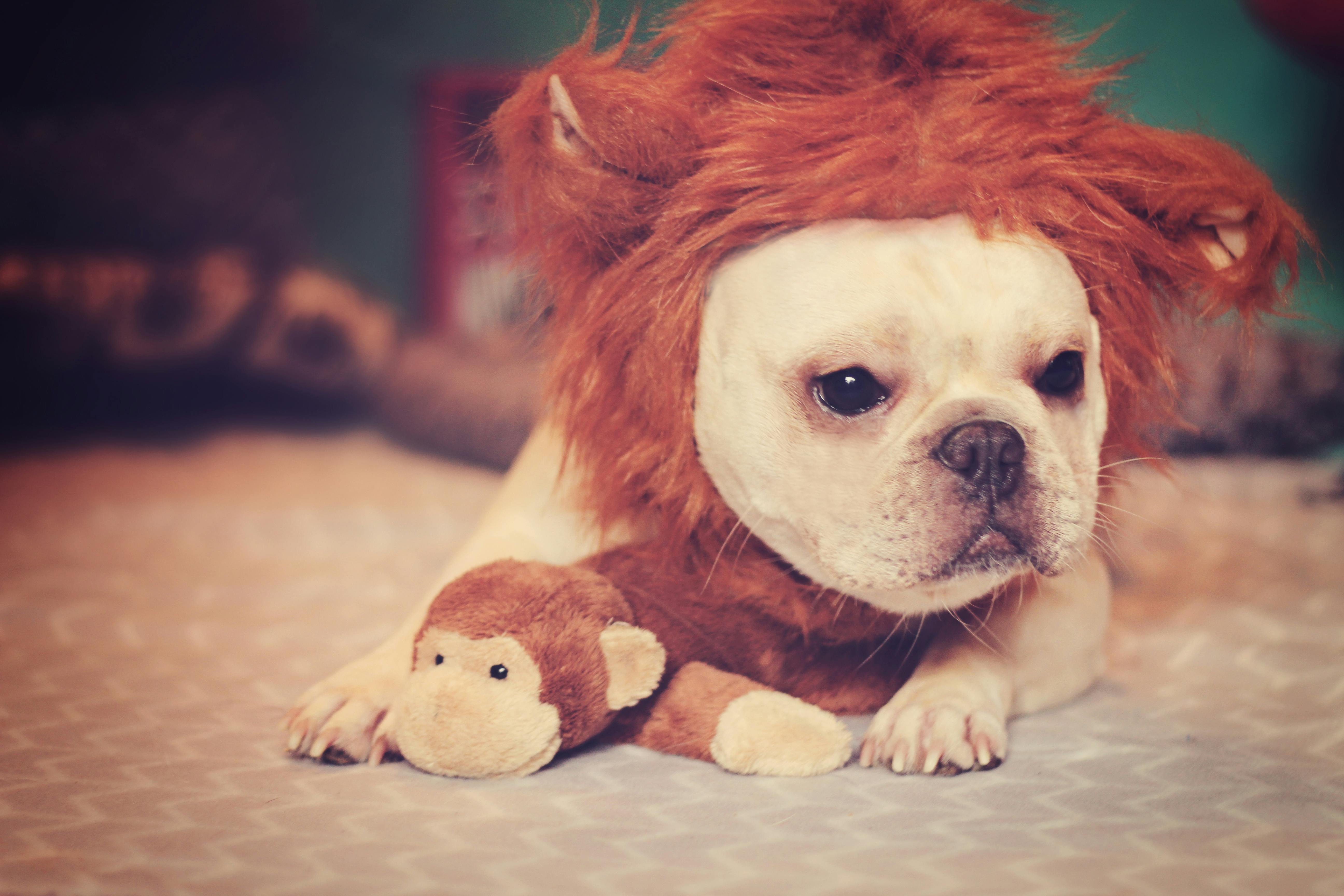 Stewart's costume story for 9 Dog Halloween Costume Ideas for French Bulldogs