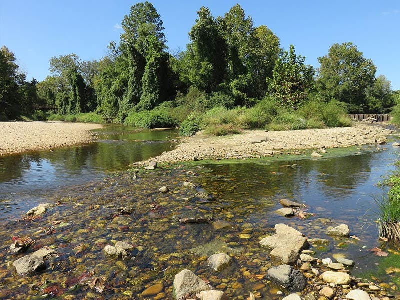 Top Dog Walkers in Alexandria, VA Wag!