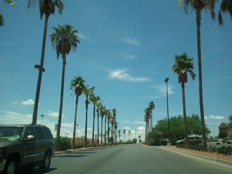 Top Dog Walkers in Homestead Meadows South, TX 79938 Wag!