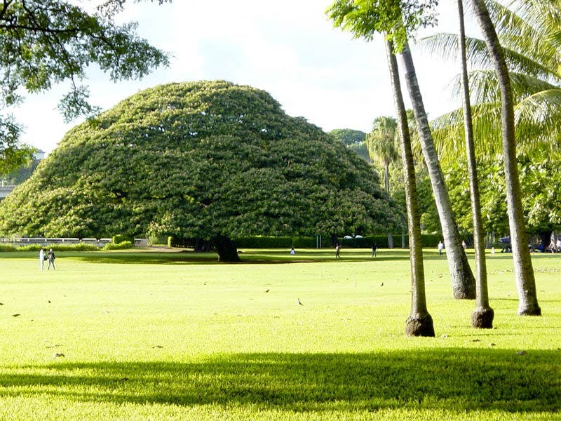 Top Dog Walkers in 1 Jarrett White Rd, Medical Center Wag!