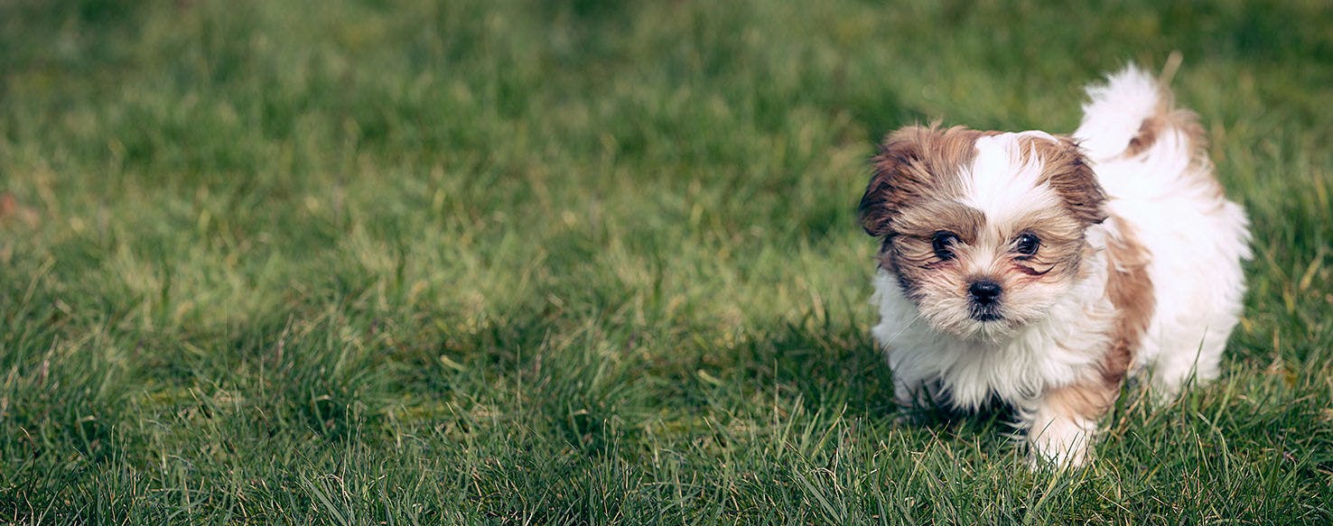 How to Train a Shih Tzu Puppy to Poop Outside