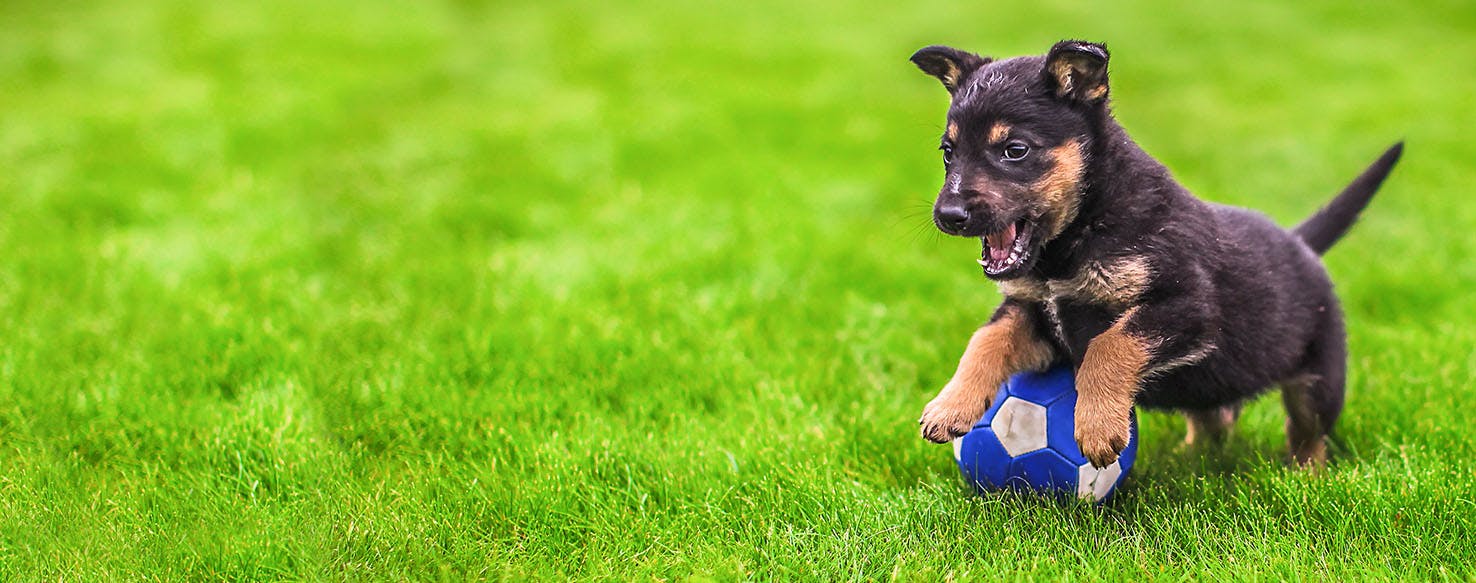 How to Train a Puppy to Like a Ball | Wag!