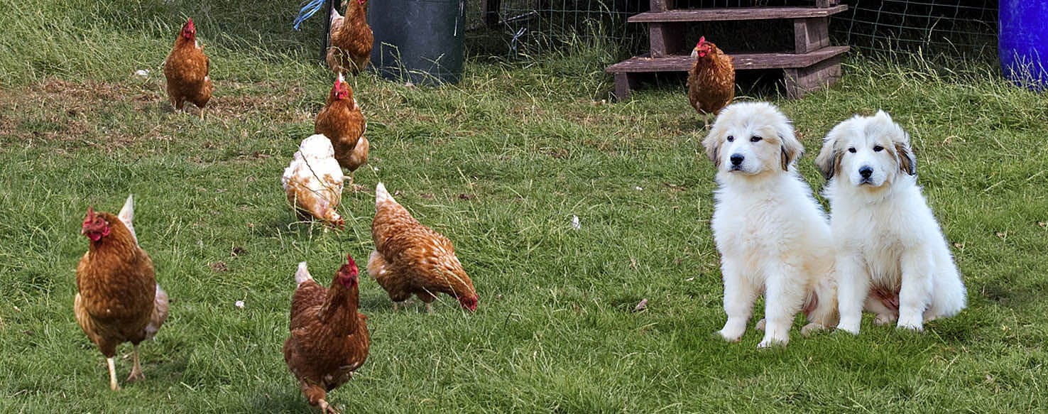 How to Train a Great Pyrenees Puppy to Guard Chickens