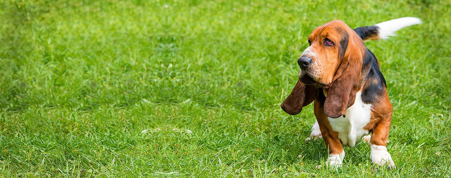 how to train a basset hound to track