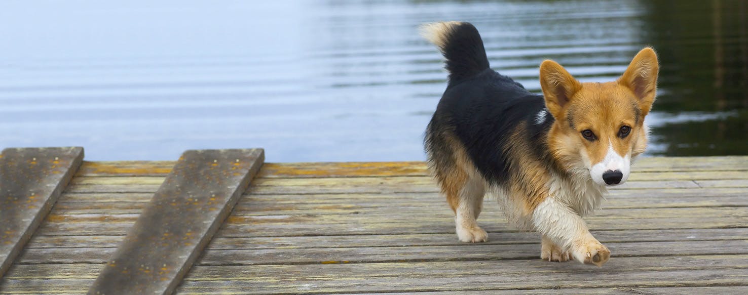 How to Train a Puppy to Walk on Hardwood Floors | Wag!