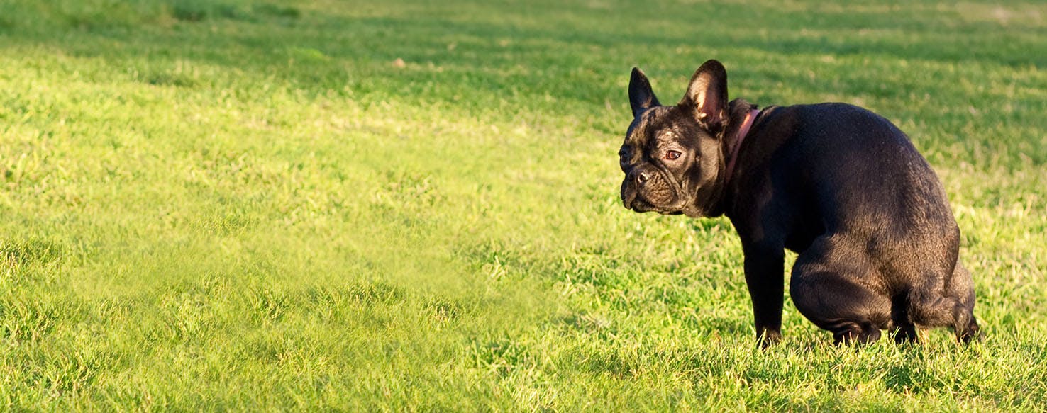 Train a French Bulldog to Poop Outside 