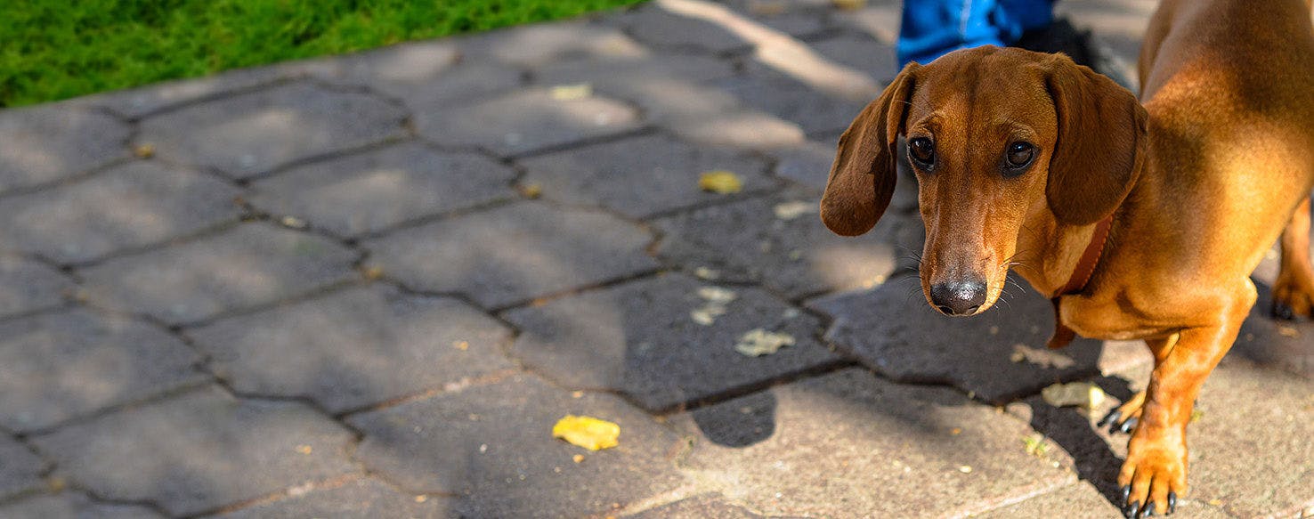 Dachshund - Sidewalk Dog