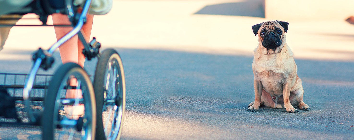 How to Train a Pug to Stop Begging | Wag!, image size:1476x583