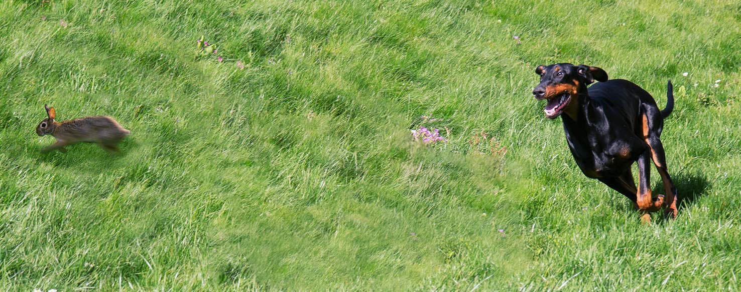 doberman hunting