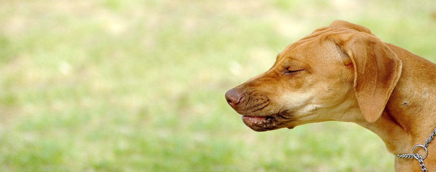 Can Dogs Sneeze On Command